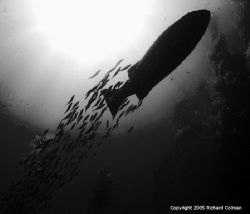 Giant Black Sea Bass at Catalina Island, California - Oly... by Richard Colman 